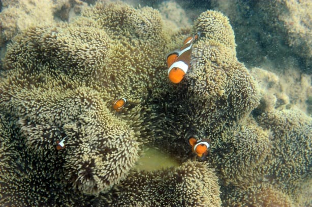 Transplantasi Terumbu Karang, Pilihan Rehabilitasi Akibat Aktifitas Tambang