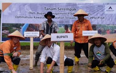 Agincourt Resources Gulirkan Program Optimalisasi Kawasan Persawahan Terpadu