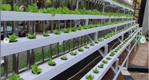 KESDM Apresiasi PLN Atas Inovasi Pemanfaatan Sinar UV Untuk Pertanian