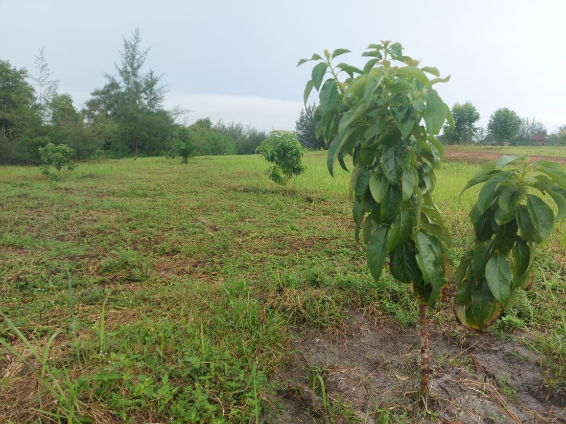 Hingga November 2022, Capaian Reklamasi Darat PT Timah Tbk Sudah 91 Persen