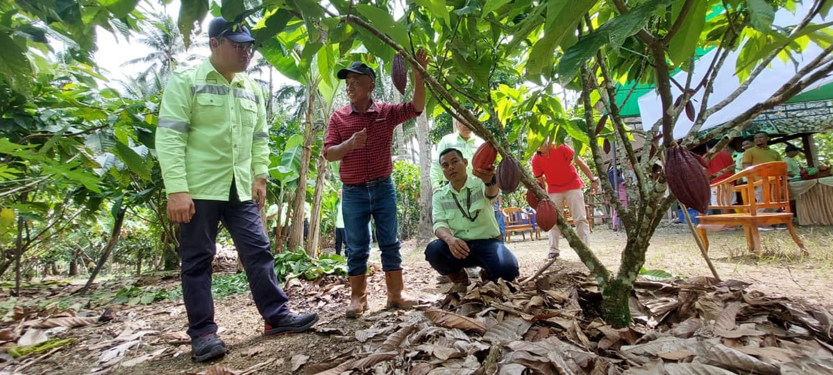 Berdayakan Masyarakat Lingkar Tambang, J Resources Sukses Lakukan Panen Pertama Kakao