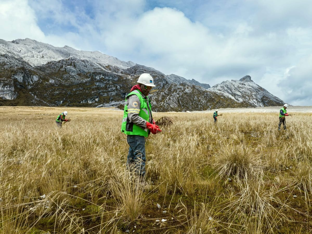 PTFI Mulai Penanaman Dan Penghijauan Area Bekas Tambang Terbuka Grasberg