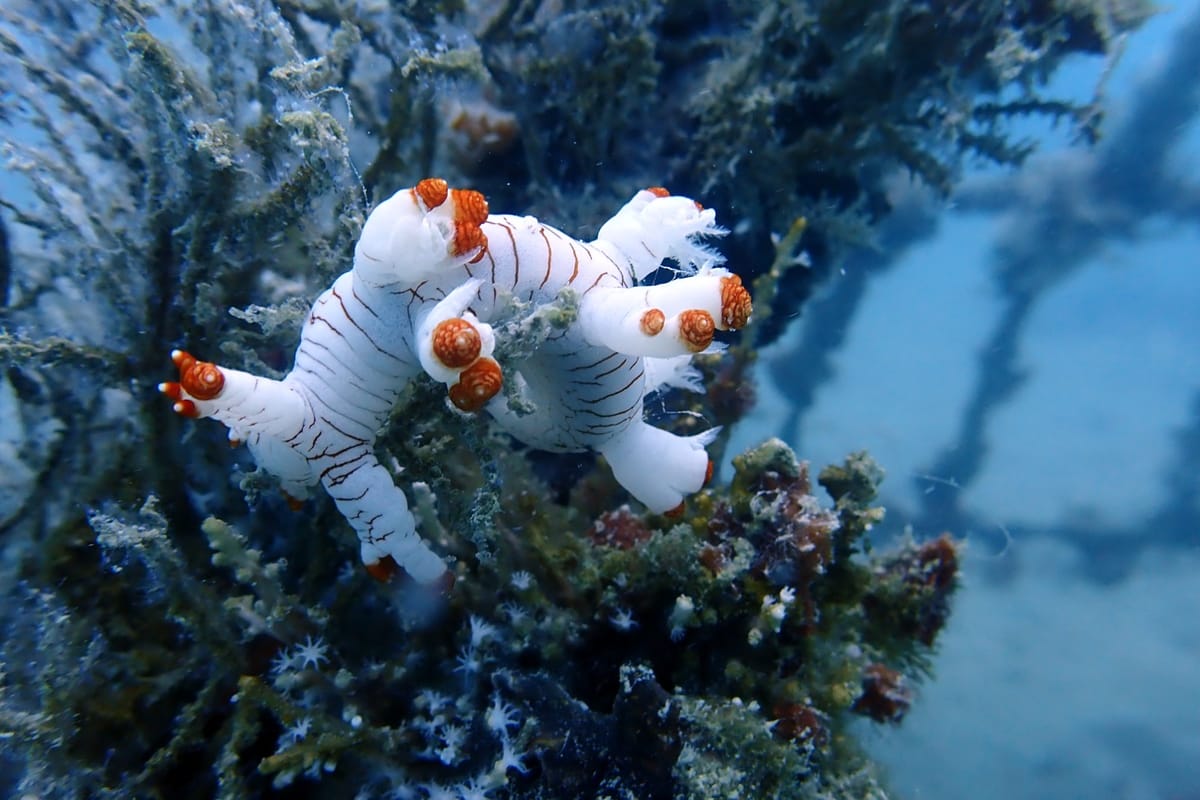Artificial Reef PT Timah di Rambak Berhasil Menjadi Karang Alami