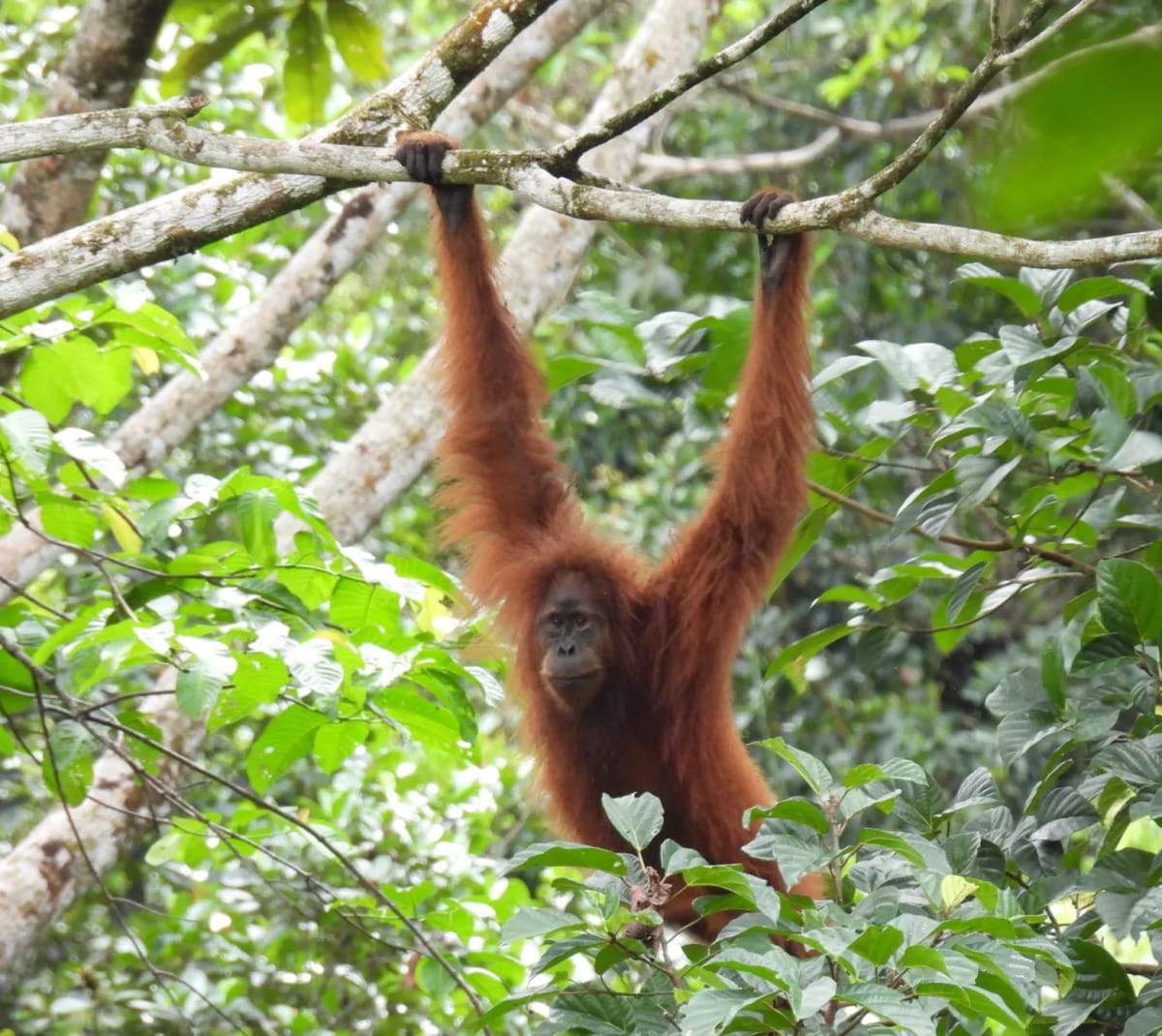 Jurus Konservasi Berbasis Sains Dari Martabe untuk Orangutan Tapanuli
