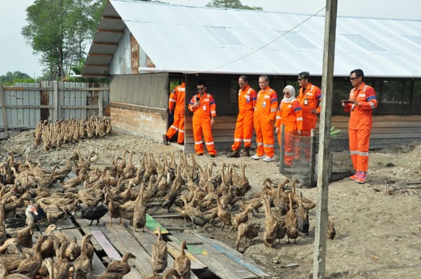 Inovatif, PHM Olah Sisa Makanan Jadi Pakan Ternak Bebek