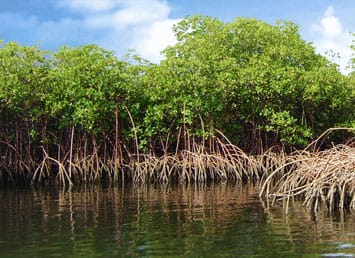Pertamina Dukung Pelestarian Mangrove di Tambakrejo