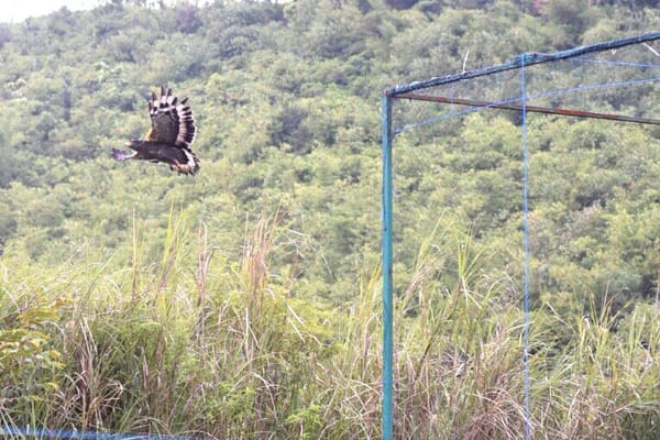 Mengantar Pasangan Alamsyah - Deede Kembali Ke Hutan