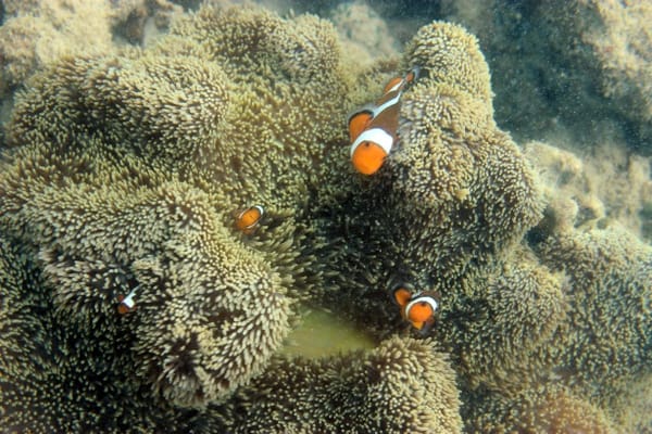 Transplantasi Terumbu Karang, Pilihan Rehabilitasi Akibat Aktifitas Tambang