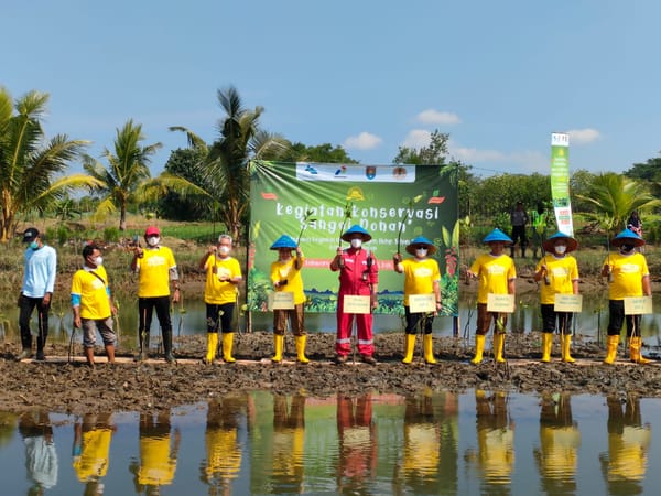 Peringati Hari Lingkungan Hidup, Pertamina Tanam 50 Ribu Mangrove dan Tebar Seribu Bibit Kepiting
