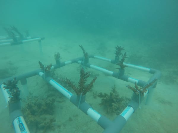 Lestarikan Area Wisata, PTBA Konservasi Terumbu Karang di Pulau Pahawang