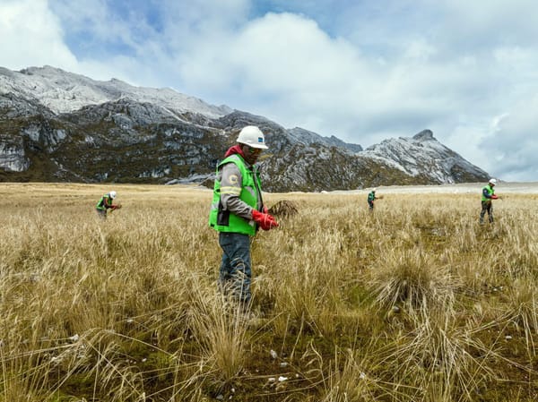 PTFI Mulai Penanaman Dan Penghijauan Area Bekas Tambang Terbuka Grasberg