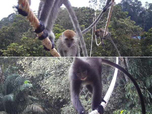 PTAR Perkenalkan Inovasi Jembatan Arboreal Untuk Primata Di Ajang Asian Primate Symposium